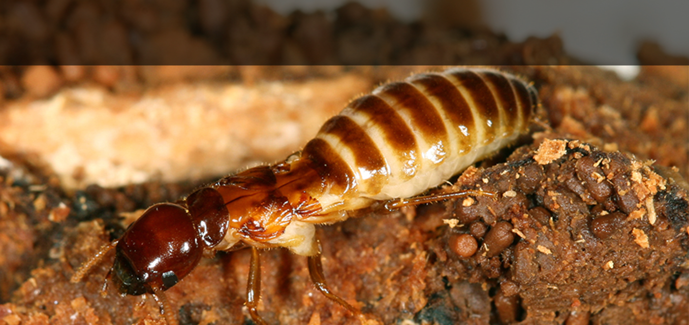 Dich vụ diệt mối tận gốc tại nhà