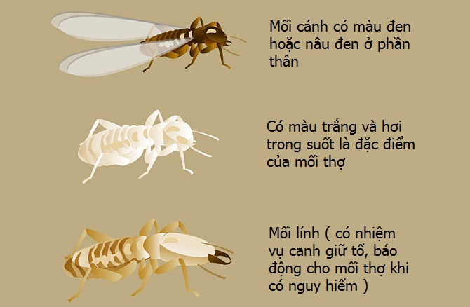 Phân biệt các loại mối