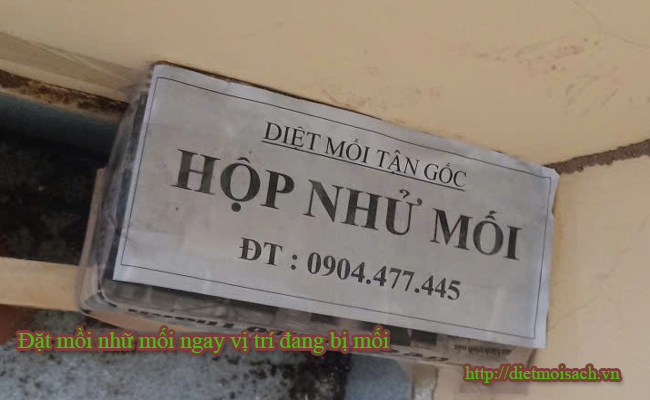 Đặt mồi nhữ mối ngay vị trí đang bị mối tấn công