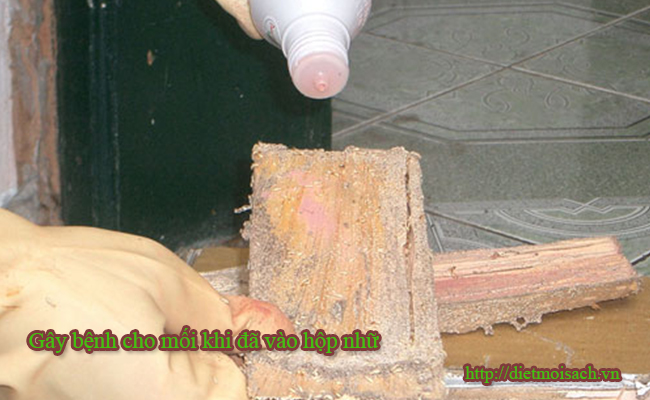 Phun thuốc diệt mối sinh học vào các con mối đang ăn trong hộp nhữ